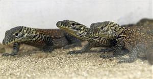 Baby komodo dragons are seen inside a terrarium at Surabaya Zoo in Surabaya,
 East Java,
 Indonesia.