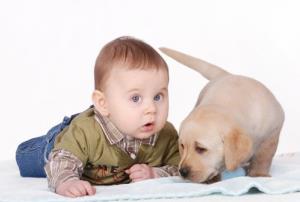 Having a dog around may help babies avoid infection, a study suggests.