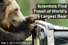 worlds biggest bear
