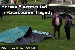 Horses Electrocuted