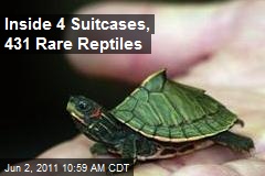 Rare Reptiles