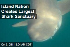 Island Nation Creates Largest Shark Sanctuary