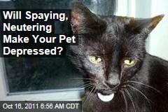 Will Spaying, Neutering Make Your Pet Depressed?