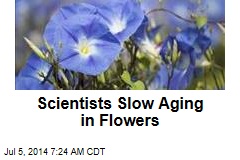 Scientists Slow Aging in Flowers