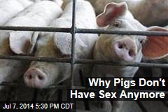Why Pigs Don't Have Sex Anymore