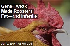 Gene Tweak Made Roosters Fat—and Infertile
