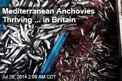 Mediterranean Anchovies Thriving ... in Britain
