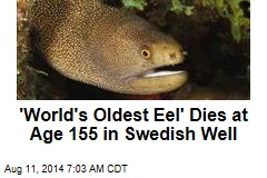 'World's Oldest Eel' Dies at Age 155 in Swedish Well