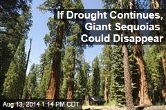 If Drought Continues, Giant Sequoias Could Disappear