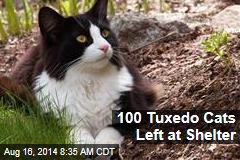 100 Tuxedo Cats Left at Shelter