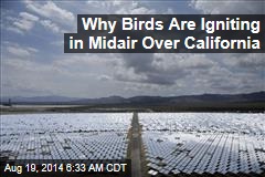 Why Birds Are Igniting in Midair Over California