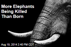 More Elephants Being Killed Than Born