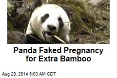 Panda Faked Pregnancy for Extra Bamboo
