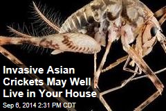 Invasive Asian Crickets May Well Live in Your House