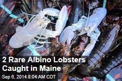2 Rare Albino Lobsters Caught in Maine