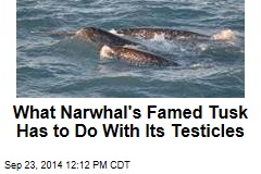 What Narwhal's Famed Tusk Has to Do With Its Testicles