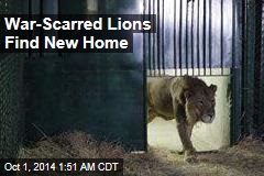 War-Scarred Lions Find New Home