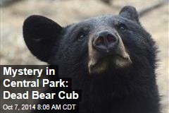 Mystery in Central Park: Dead Bear Cub