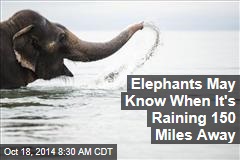 Elephants May Know When It's Raining 150 Miles Away