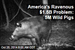 America's Ravenous $1.5B Problem: Wild Pig Surge