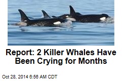 Report: 2 Killer Whales Have Been Crying for Months