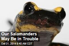 Our Salamanders May Be in Trouble