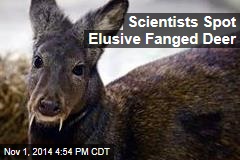 Scientists Spot Elusive Fanged Deer