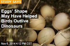 Eggs' Shape May Have Helped Birds Outlive Dinosaurs