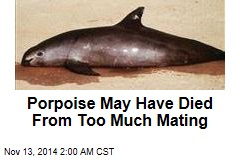 Porpoise May Have Died From Too Much Mating