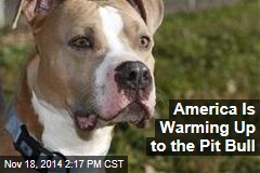 America Is Warming Up to the Pit Bull