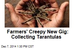 Farmers' Creepy New Gig: Collecting Tarantulas