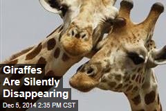 Giraffes Are Silently Disappearing