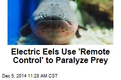Electric Eels Use 'Remote Control' to Paralyze Prey
