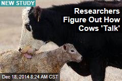 Researchers Figure Out How Cows 'Talk'