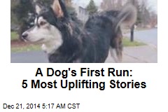 A Dog's First Run: 5 Most Uplifting Stories
