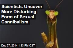 Scientists Uncover More Disturbing Form of Sexual Cannibalism