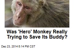 Was 'Hero' Monkey Really Trying to Save Its Buddy?