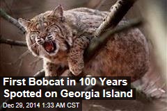 First Bobcat in 100 Years Spotted on Georgia Island