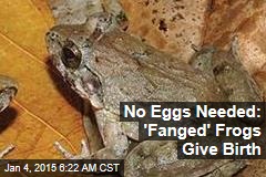 No Eggs Needed: 'Fanged' Frogs Give Birth