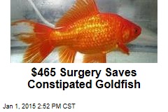 $465 Surgery Saves Constipated Goldfish