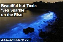 Beautiful but Toxic 'Sea Sparkle' on the Rise