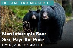 Man Interrupts Bear Sex, Pays the Price