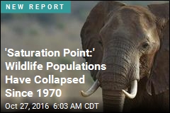 'Saturation Point:' Wildlife Populations Have Collapsed Since 1970