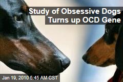 Ocd Dog